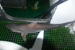 Carcharhinus falciformis