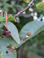 Papilio multicaudata