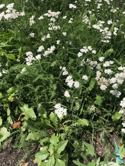Achillea millefolium