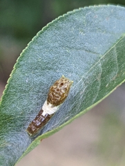 Papilio multicaudata