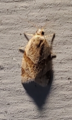 Adoxophyes negundana