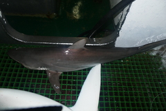 Carcharhinus falciformis