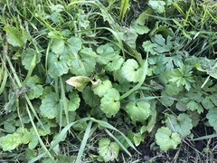 Glechoma hederacea