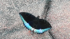 Lexias