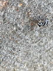Salticus austinensis