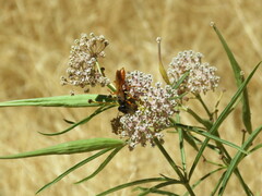 Sphex ashmeadi