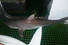 Carcharhinus falciformis