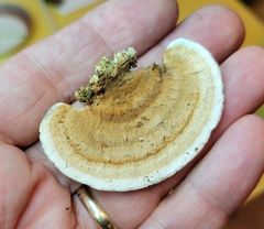 Steccherinum reniforme