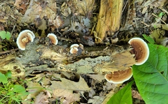 Steccherinum reniforme