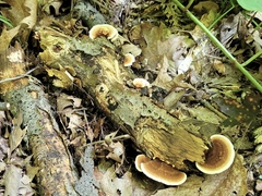 Steccherinum reniforme