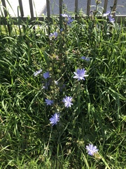 Cichorium intybus