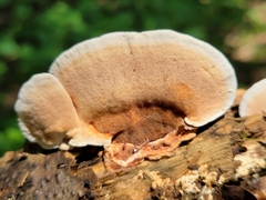 Steccherinum reniforme