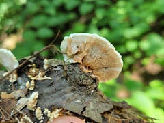 Steccherinum reniforme