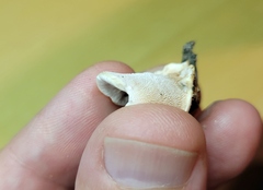 Steccherinum reniforme