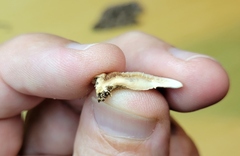 Steccherinum reniforme