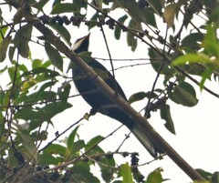 Entomodestes coracinus