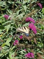 Papilio glaucus