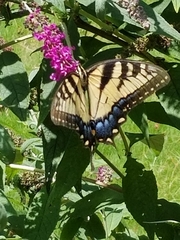 Papilio glaucus