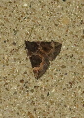 Hypena palparia