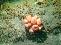 Australopsammia aurea