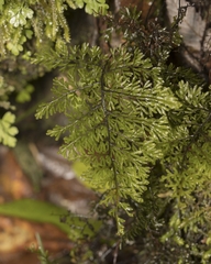 Hymenophyllum dentatum
