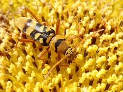 Chlorophorus quinquefasciatus