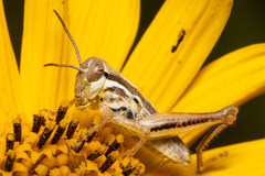 Melanoplus dawsoni