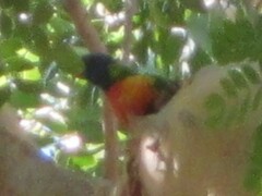 Trichoglossus moluccanus moluccanus