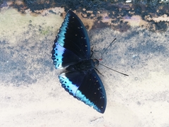Lexias