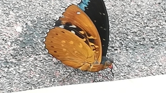 Lexias