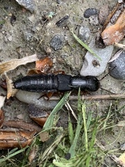 Dinothenarus badipes