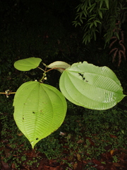 Miconia almedae