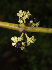 Miconia almedae