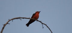 Pyrocephalus rubinus