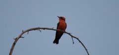 Pyrocephalus rubinus