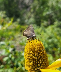 Satyrium sylvinus