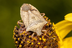 Euschistus variolarius