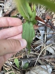 Epipactis helleborine