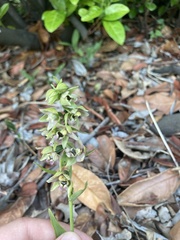 Epipactis helleborine