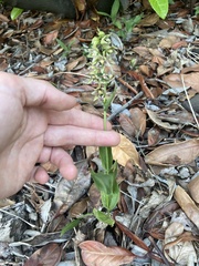 Epipactis helleborine