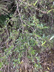 Coprosma ×cunninghamii