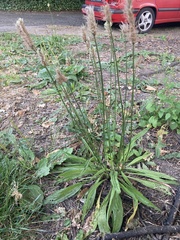 Plantago lanceolata