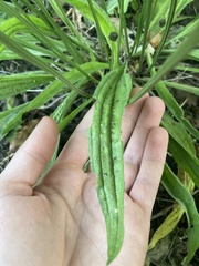 Plantago lanceolata