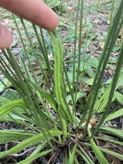 Plantago lanceolata
