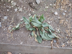 Goniolimon tataricum