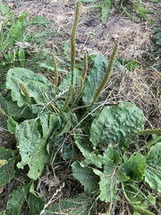 Plantago major