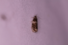 Olethreutes fasciatana