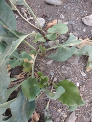 Goniolimon tataricum