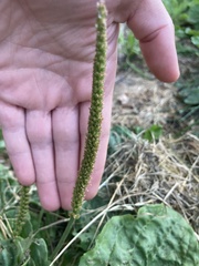 Plantago major