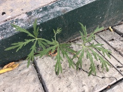 Artemisia sieversiana